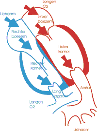 ebstein2-T