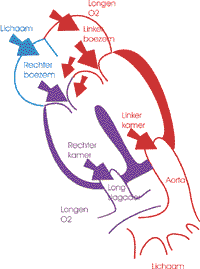 avsd2-t