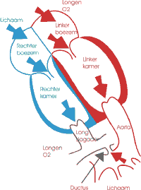 ductus2-T