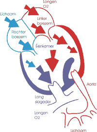 univentriculair-Aost-T