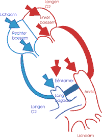 univentriculair-onbescher-T